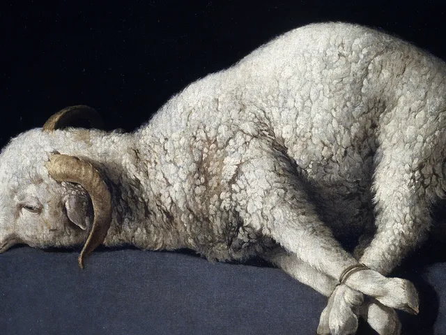 Detail of Francisco de Zurbaran's Agnus Dei, a white lamb with bound legs lying on a grey ledge against a dark ground